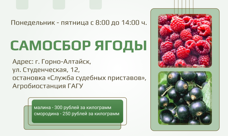 Самосбор ягоды